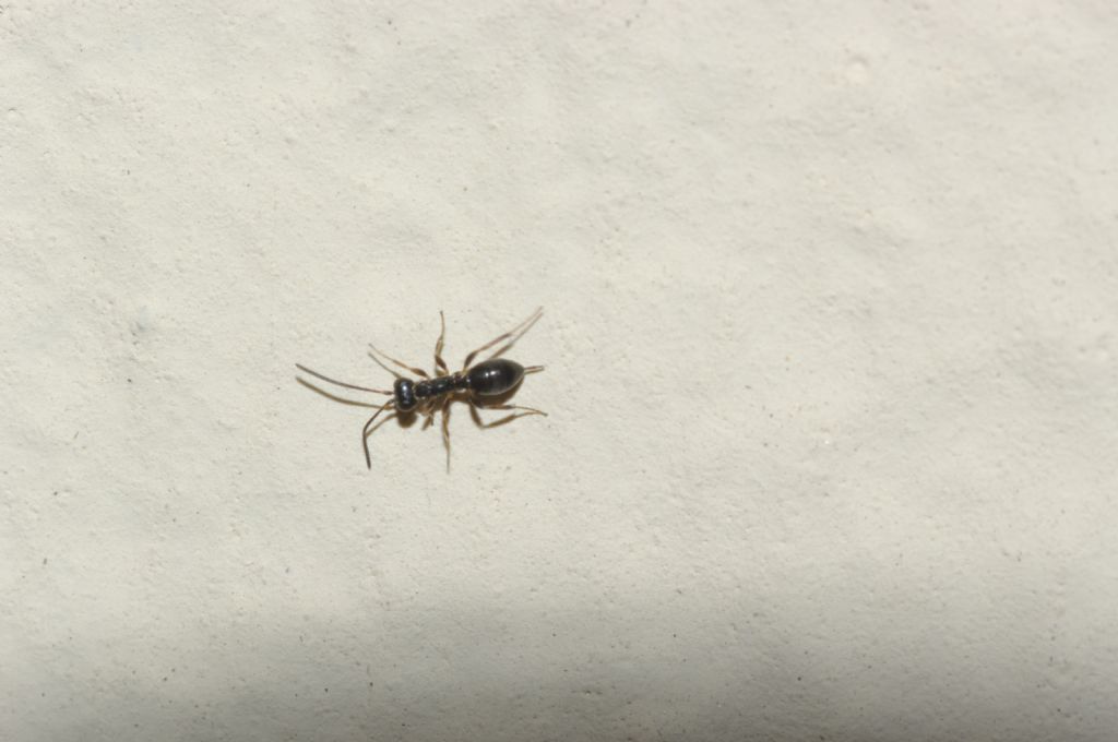 Gelis (Ichneumonidae)